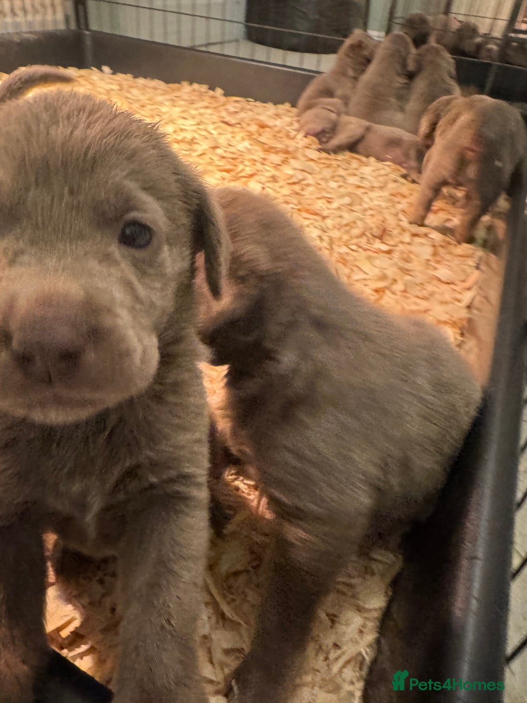 Labrador Retriever dogs for sale: Stunning silver Labradors  - Image 6