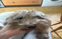 Mixed Breed dogs for sale: Archie - Image 4