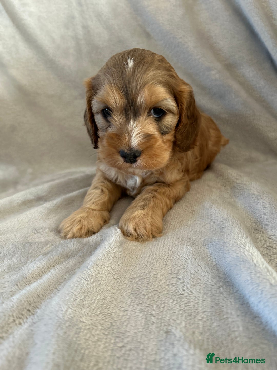 Cockapoo dogs for sale: Cockapoo puppies  - Advert 31