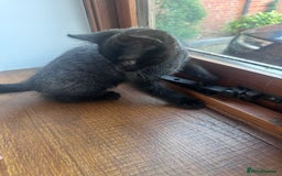 Bengal cats for sale: Kittens For Sale - Image 6