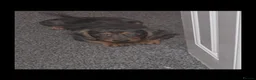 Dachshund dogs for sale: Puppy for sale  - Advert 6