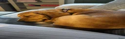 Bocker dogs for sale: Ginger the bocker - Advert 7