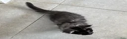 Maine Coon cats for sale: TICA & Council Licensed black smoke female kitten - Advert 11