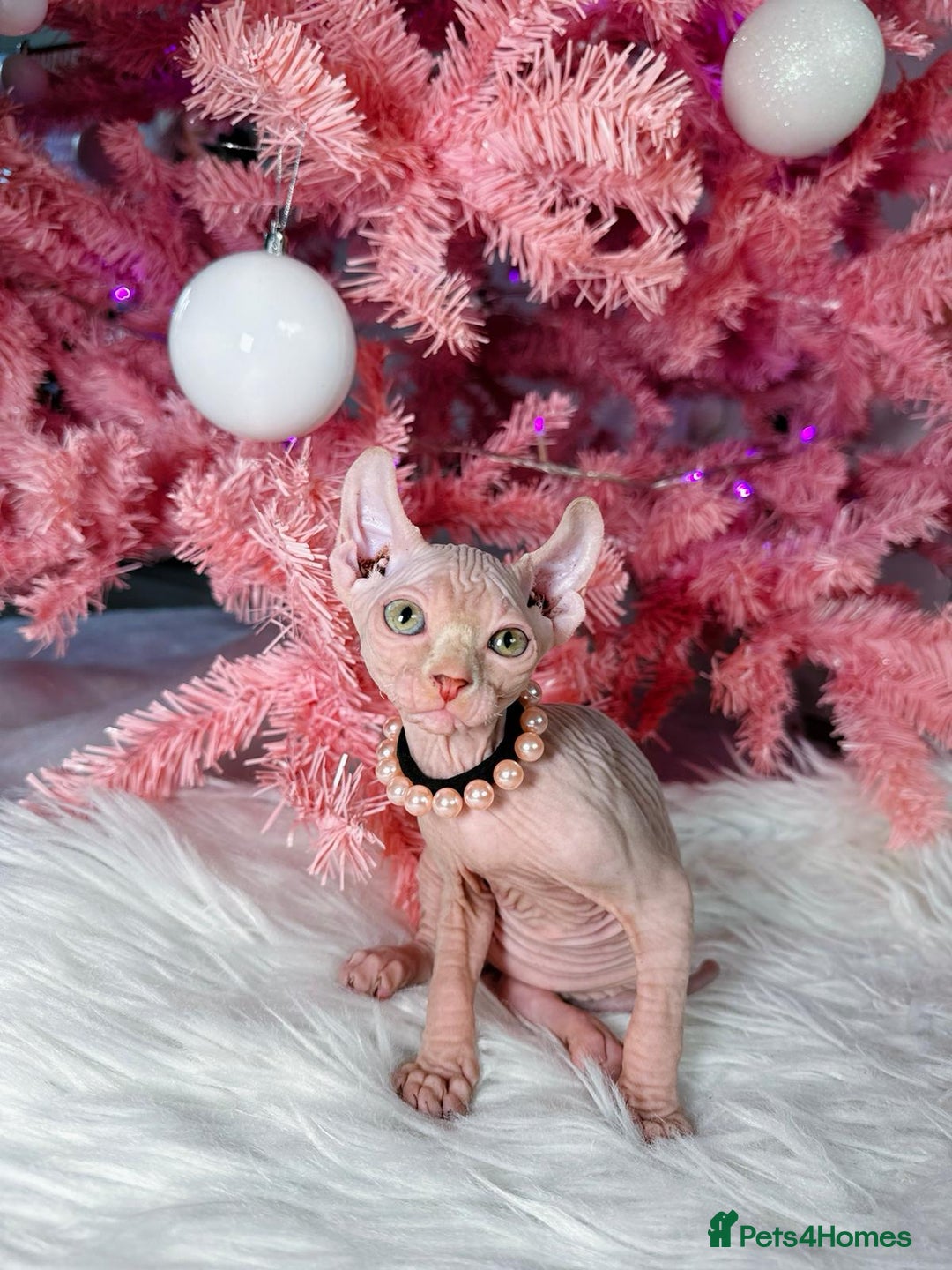 Sphynx cats for sale: 🌟 Stunning Sphynx & Elf Kittens  - Advert 7