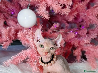 Sphynx cats 🌟 Stunning Sphynx & Elf Kittens - Advert 4