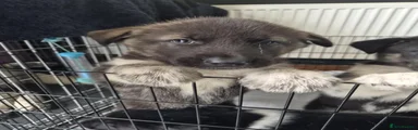 Huskita 2