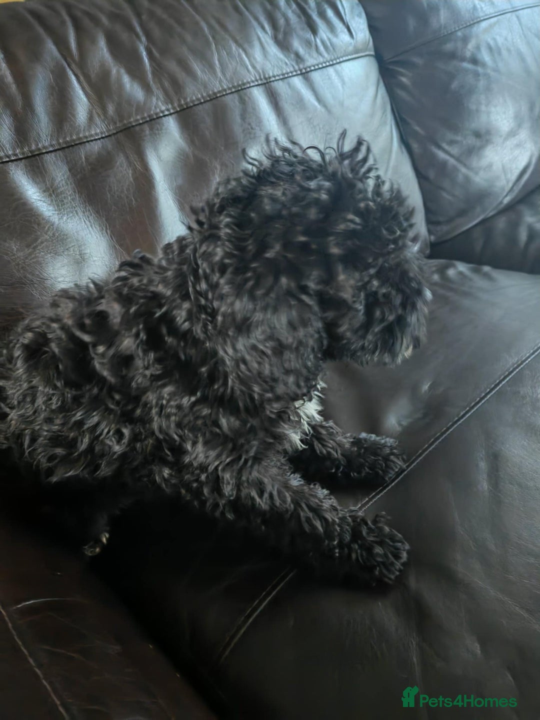 Mixed Breed cats for sale: For sale miniature poodle last boy and last girl  - Advert 7