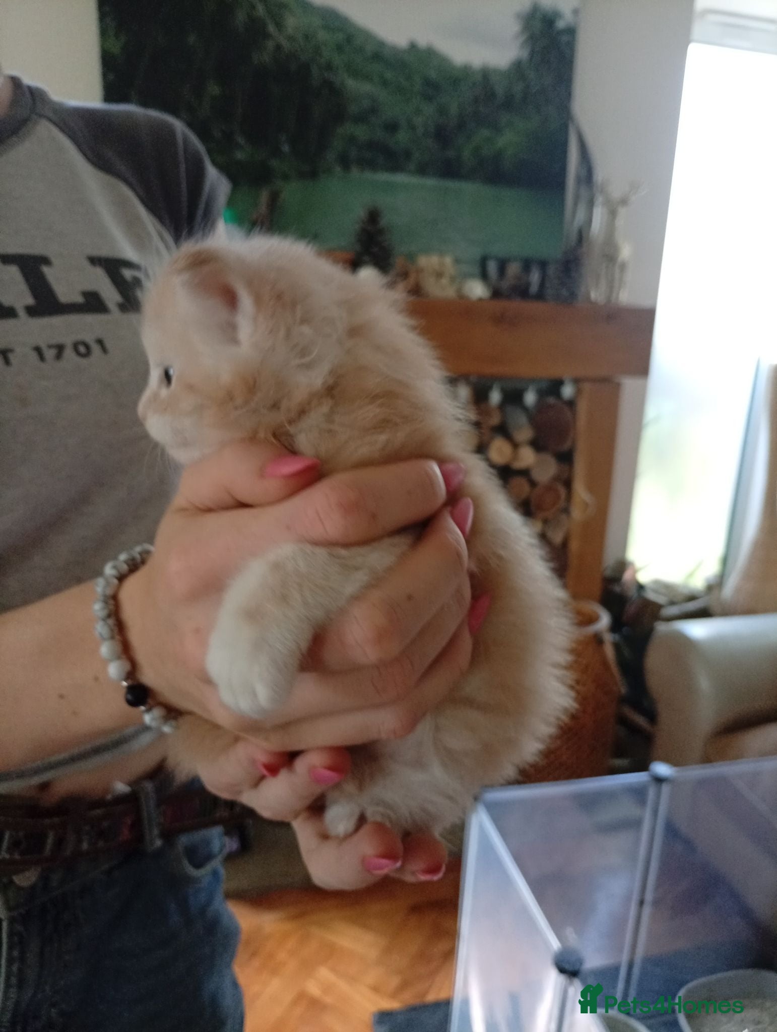 Maine Coon cats Fully health tested, Tica registered - Advert 2