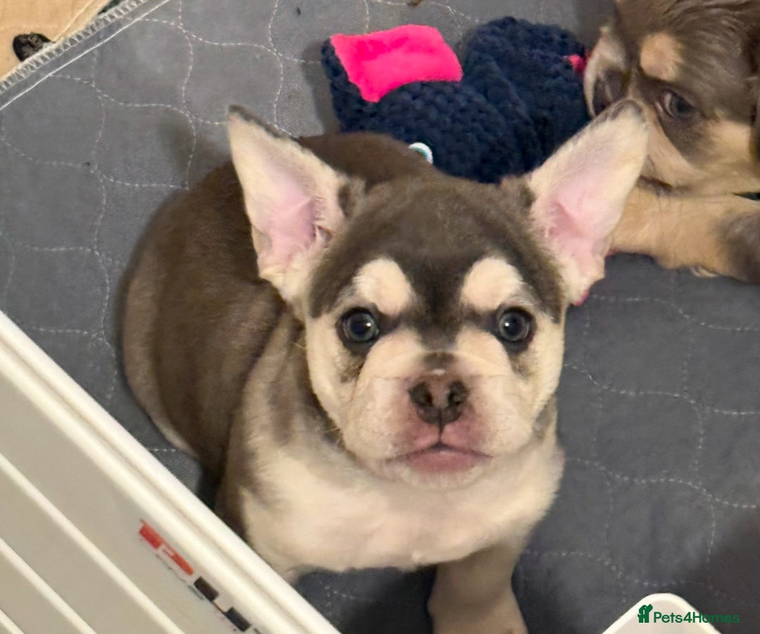 French Bulldog dogs for sale: French Bulldog Puppies - Advert 4