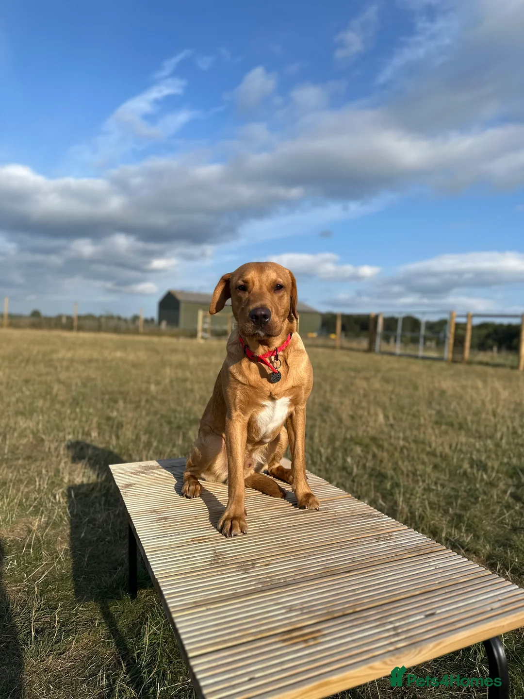 Labrador Retriever dogs for stud: 🐾 Stud Dog Available Soon – Enquiries Welcome 🐾 - Advert 5