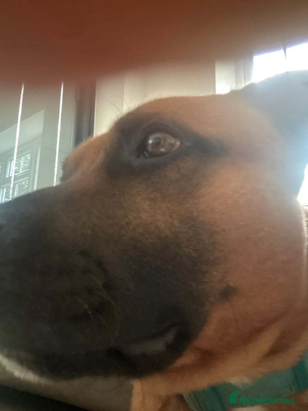 Staffordshire Bull Terrier dogs for stud: Stud my dog  in Lincoln - Advert 2