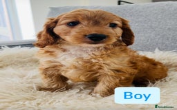 Cockapoo dogs for sale: Beautiful F1 Red/Golden Cockapoo Puppies - Image 12
