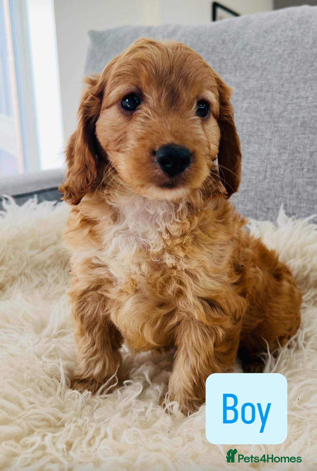 Cockapoo dogs for sale: Beautiful F1 Red/Golden Cockapoo Puppies - Image 12