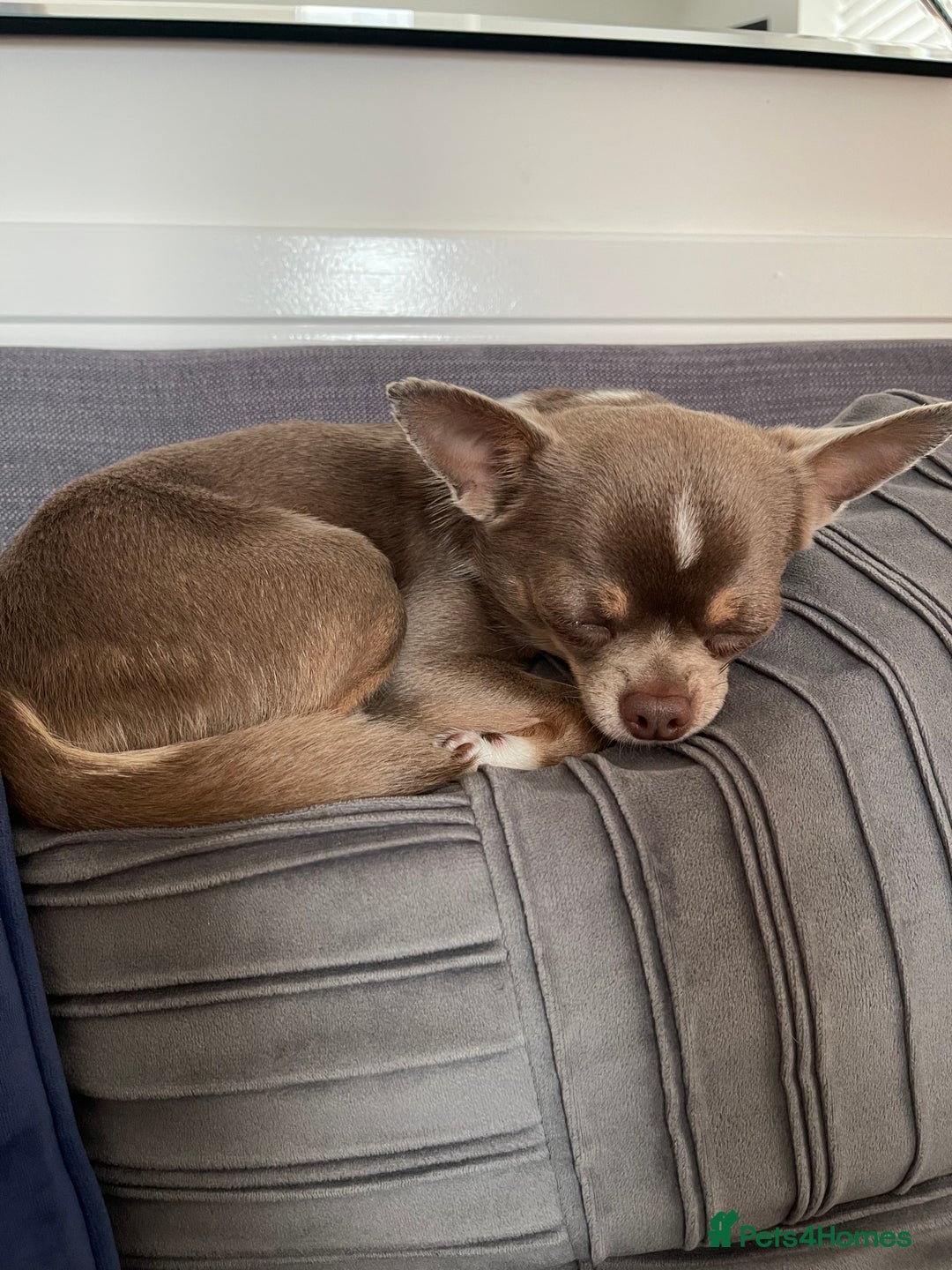 Chihuahua dogs for sale: Tony & pixie - Advert 8