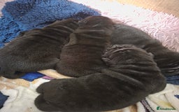 Shar Pei dogs for sale: 3x beautiful shar pei puppies  - Image 13