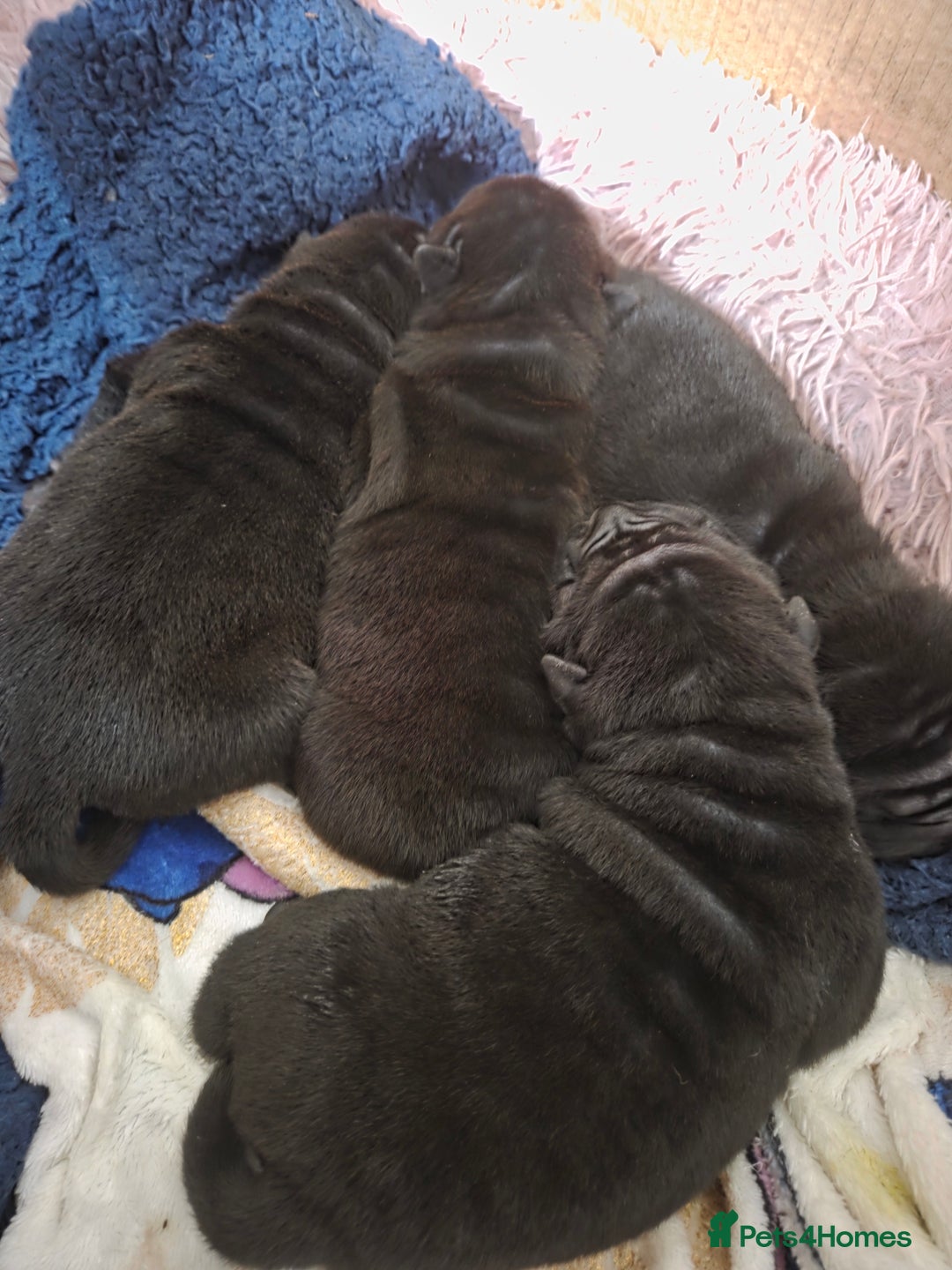 Shar Pei dogs for sale: 3x beautiful shar pei puppies  - Image 13