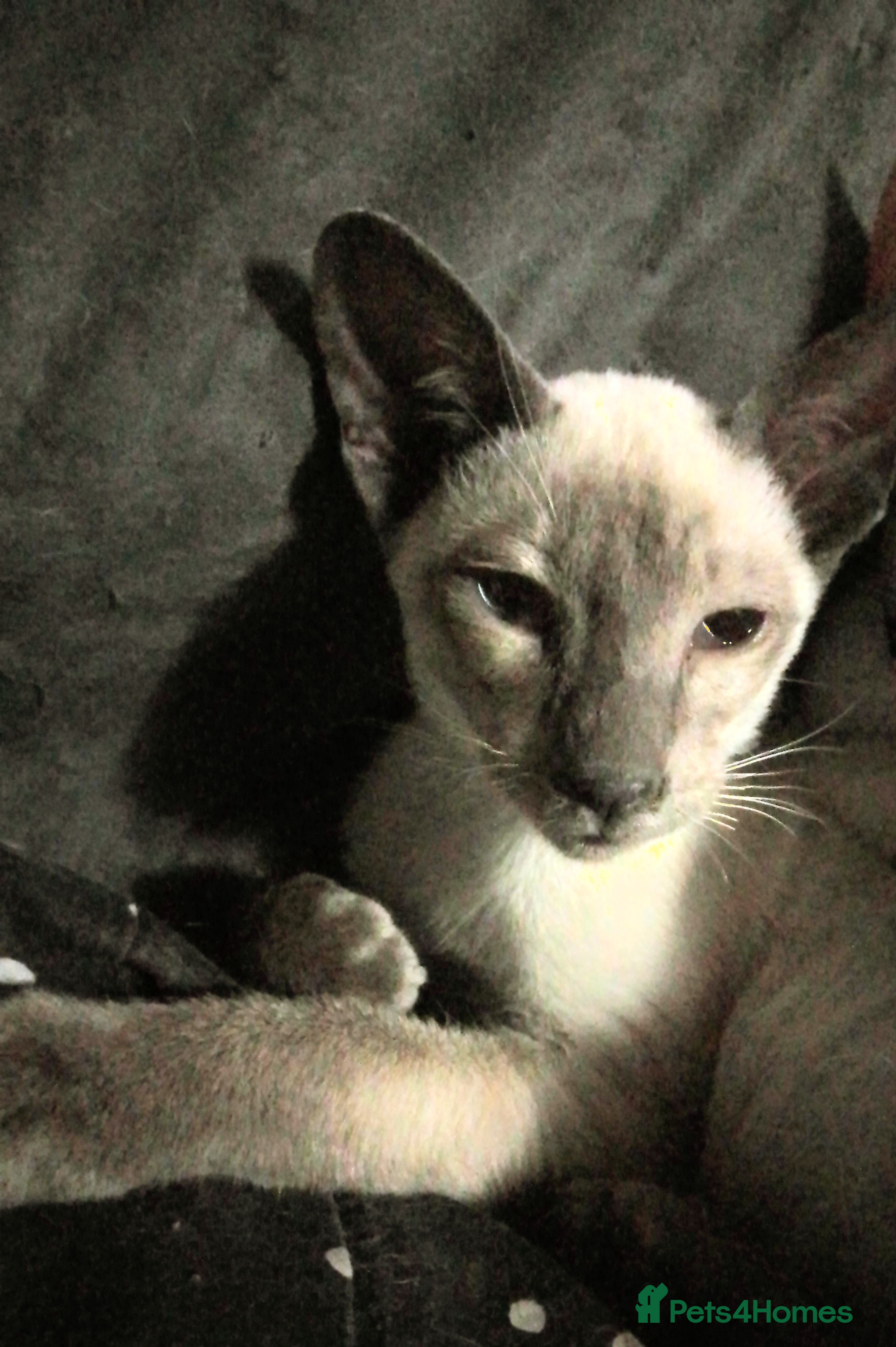 Siamese cats Siamese kittens - Advert 16