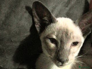 Siamese cats Siamese kittens - Advert 17