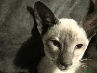 Siamese cats Siamese kittens - Advert 17