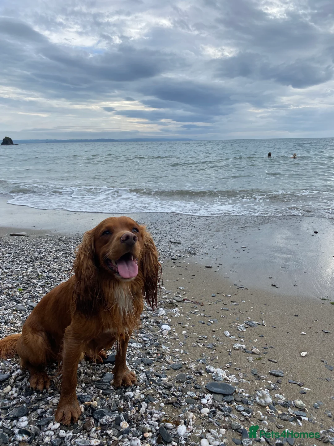 Cocker Spaniel dogs for stud: Gorgeous Red Cocker Spaniel Stud in Saint Austell - Advert 18