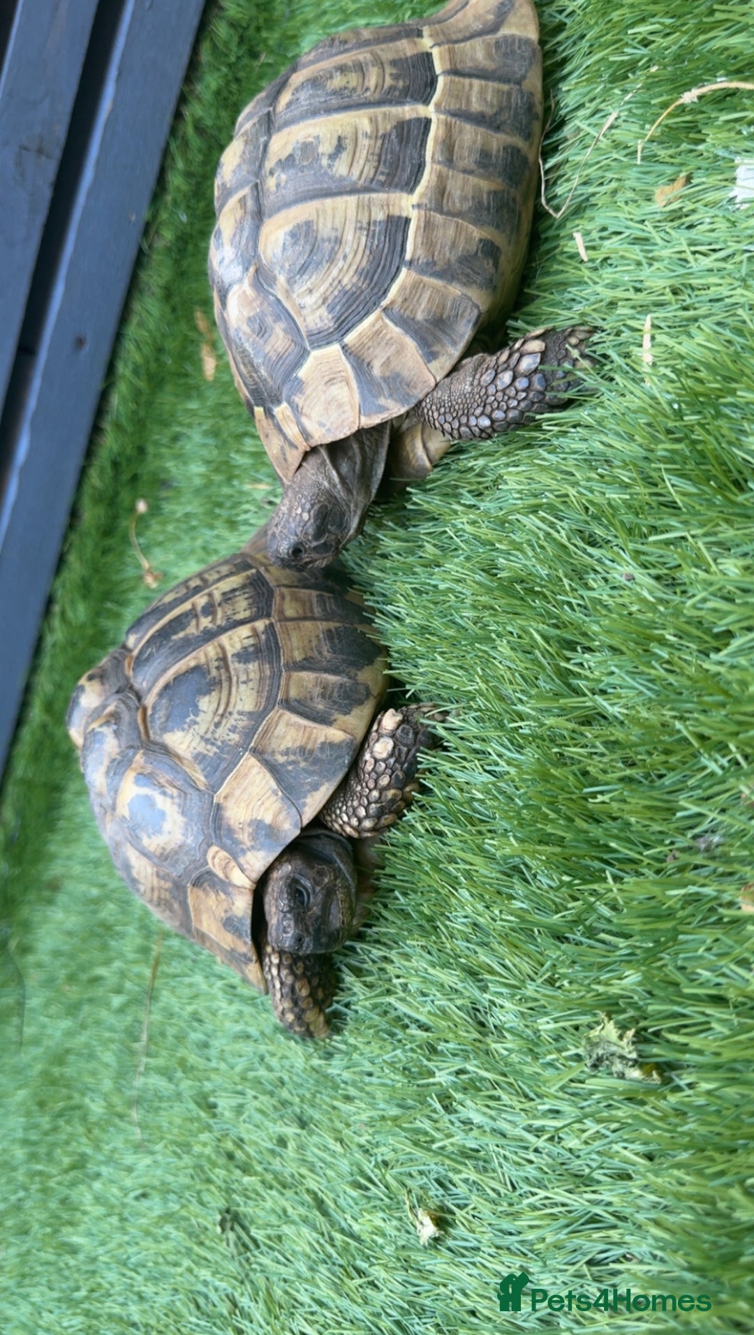 Hermann Tortoise reptiles for sale: Breeding pair of Hermann tortoises and babies - Advert 1