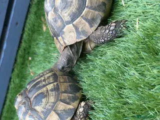 Hermann Tortoise reptiles Breeding pair of Hermann tortoises and babies - Advert 6