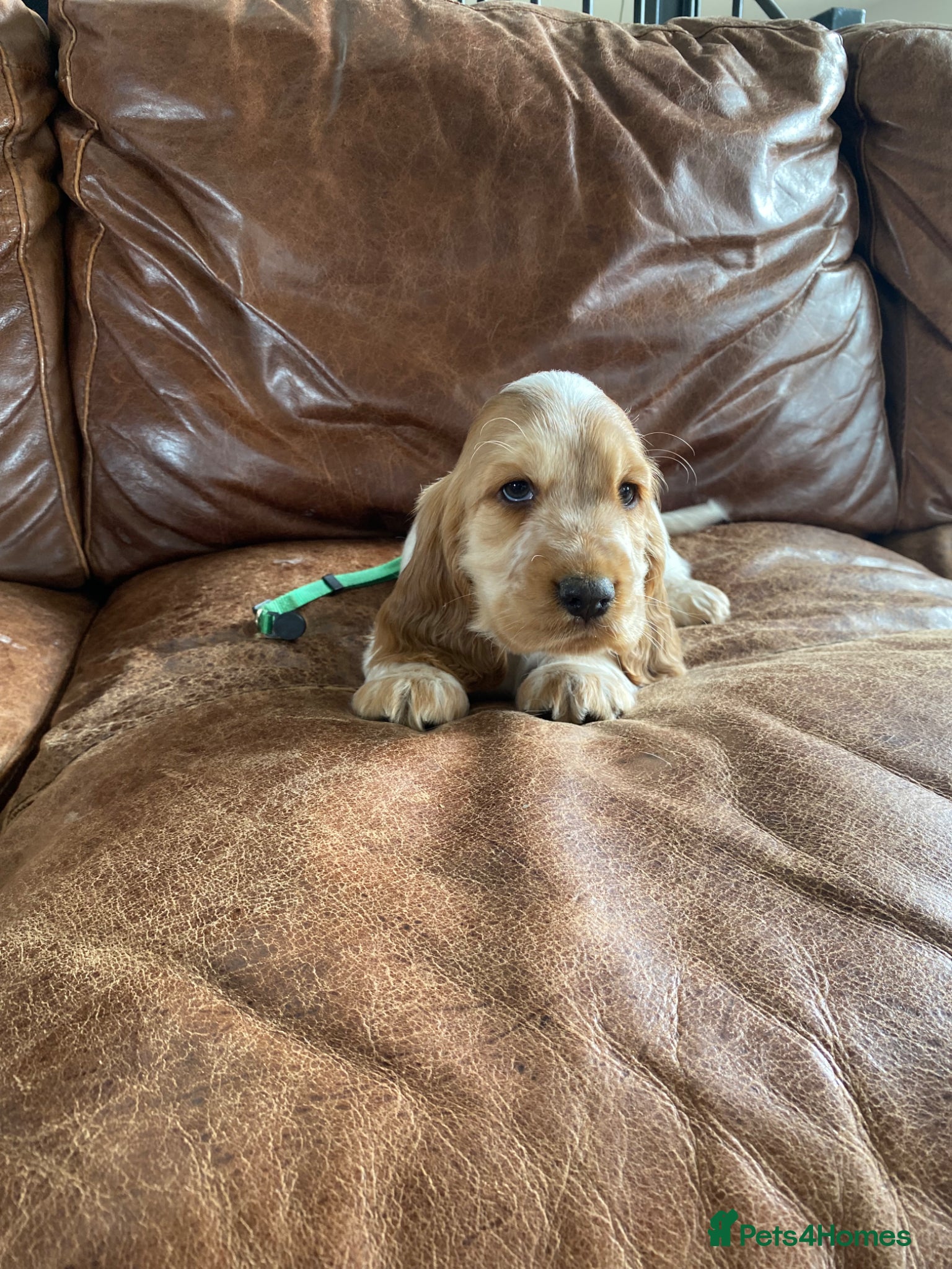 Cocker Spaniel dogs 💚1male Showtype cockerKC+Healthtested parents.   - Advert 2