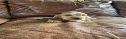 Cocker Spaniel dogs for sale: 💚1male Showtype cockerKC+Healthtested parents.   - Advert 6