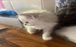 Ragdoll cats for sale: Persian ragdoll - Image 24