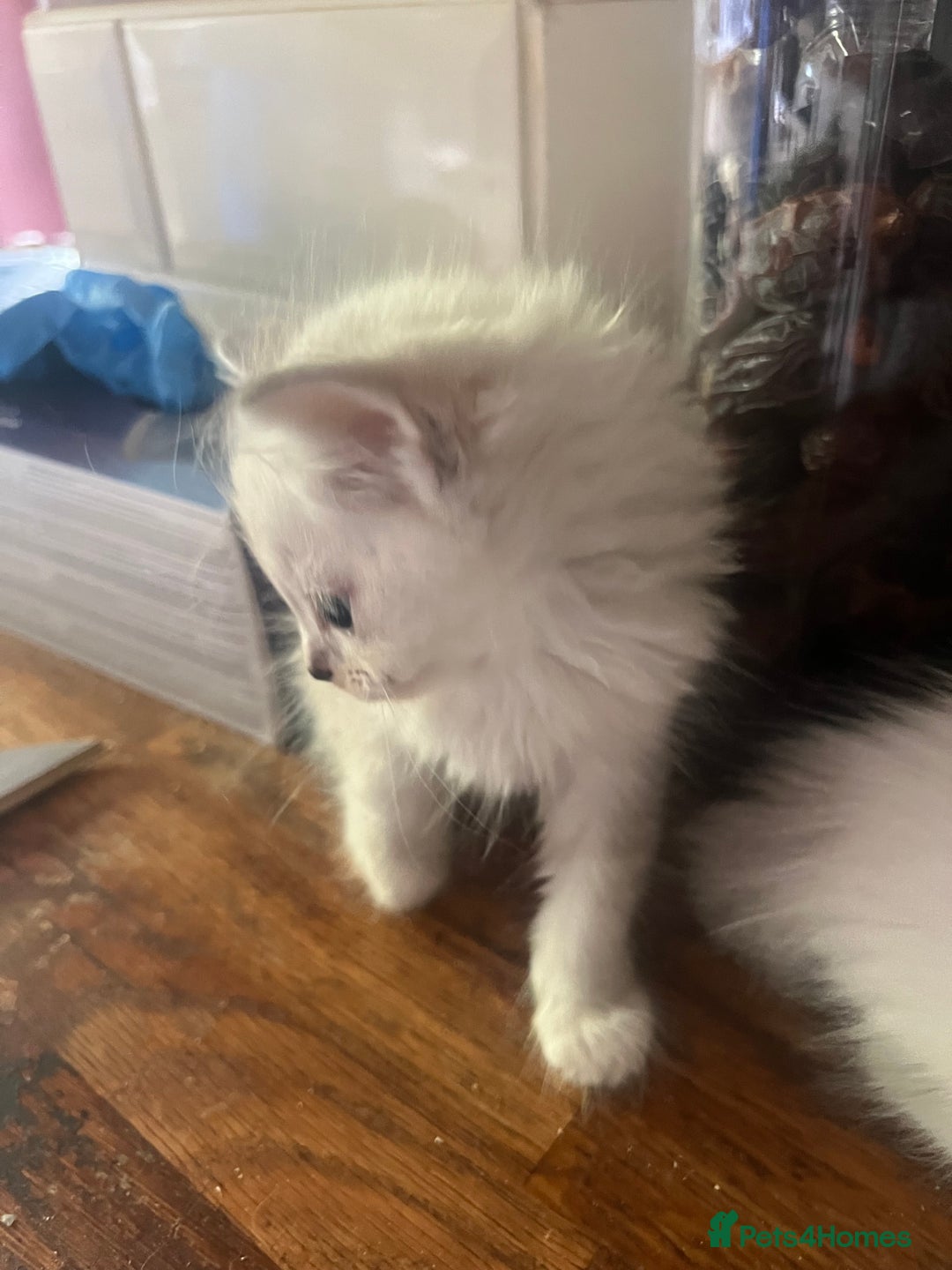 Ragdoll cats for sale: Persian ragdoll - Image 24