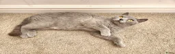 British Shorthair cats for sale: Pedigree Blue British Shorthair girl - Advert 1