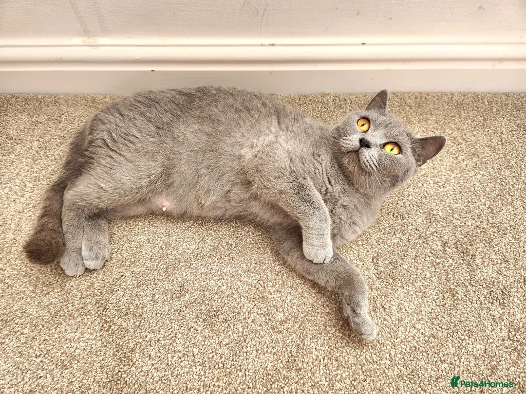 British Shorthair cats for sale: Pedigree Blue British Shorthair girl - Advert 1