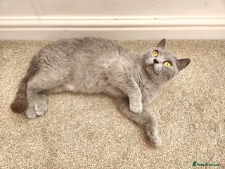 British Shorthair cats Pedigree Blue British Shorthair girl - Advert 5