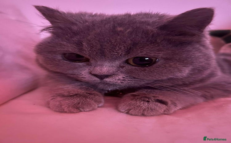 British Shorthair cats - Advert 3