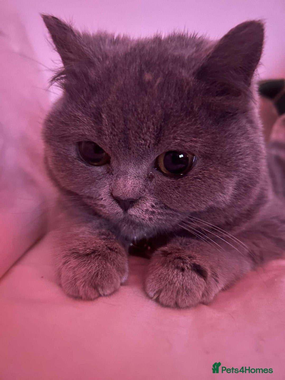 British Shorthair cats for sale: British shorthair female  - Image 1