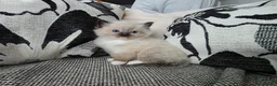 Ragdoll cats for sale: GCCF REGISTERED RAGDOLL KITTENS  - Advert 13