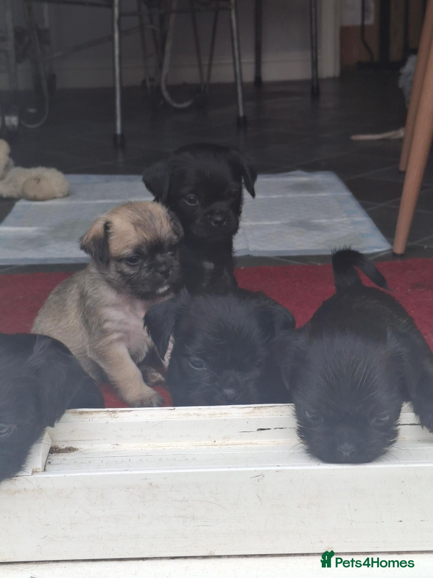 Mixed Breed dogs 6 adorable pugapoo puppies  - Advert 6