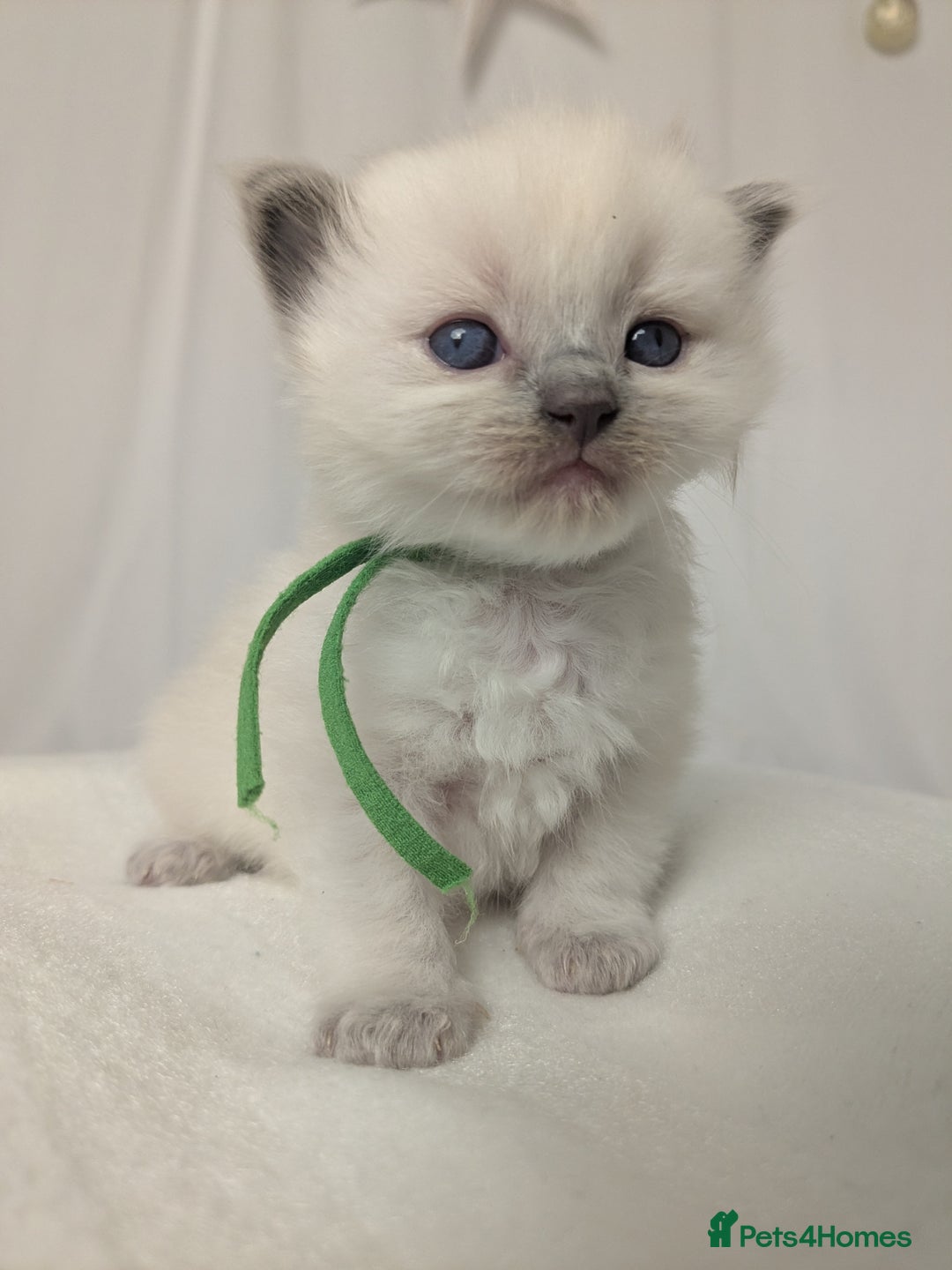 Ragdoll cats for sale: Beautiful GCCF Registered Ragdoll Kittens  🐾 - Advert 15