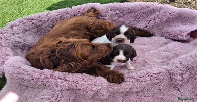 Cocker Spaniel dogs in Wellingborough - Advert 2