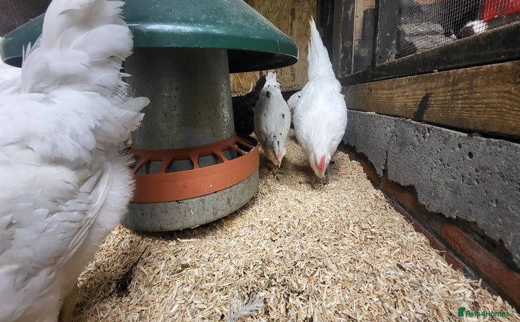 Chickens poultry - Advert 1