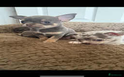 Chihuahua dogs for sale: Small Lilac Chihuahua looking for forever home - Image 4