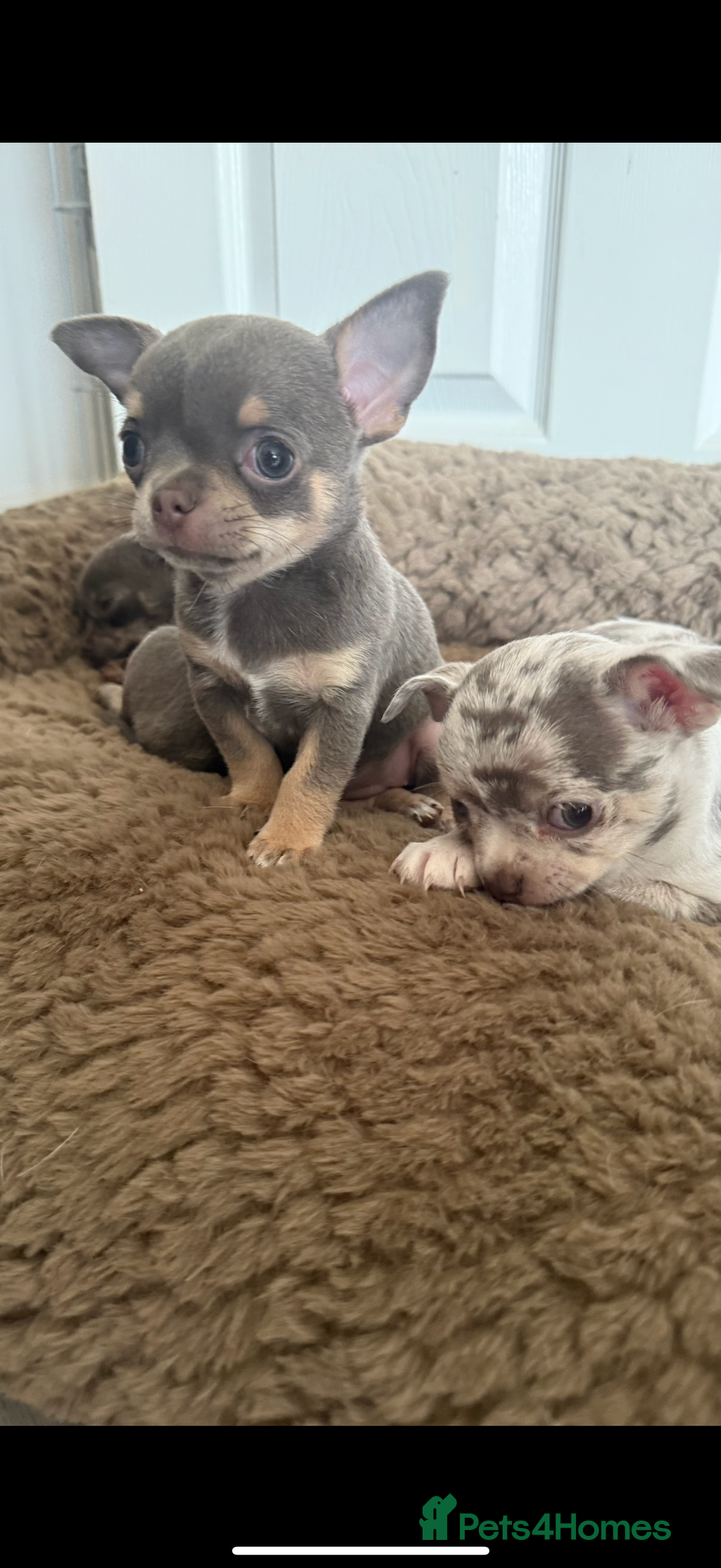 Chihuahua dogs for sale: Small Lilac Chihuahua looking for forever home - Image 4