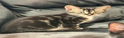 Mixed Breed cats for sale: 2 fluffy male tabby kittens 11 weeks old  - Advert 7