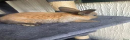 Continental Giant rabbits for sale:  Continental giant babies  - Advert 2