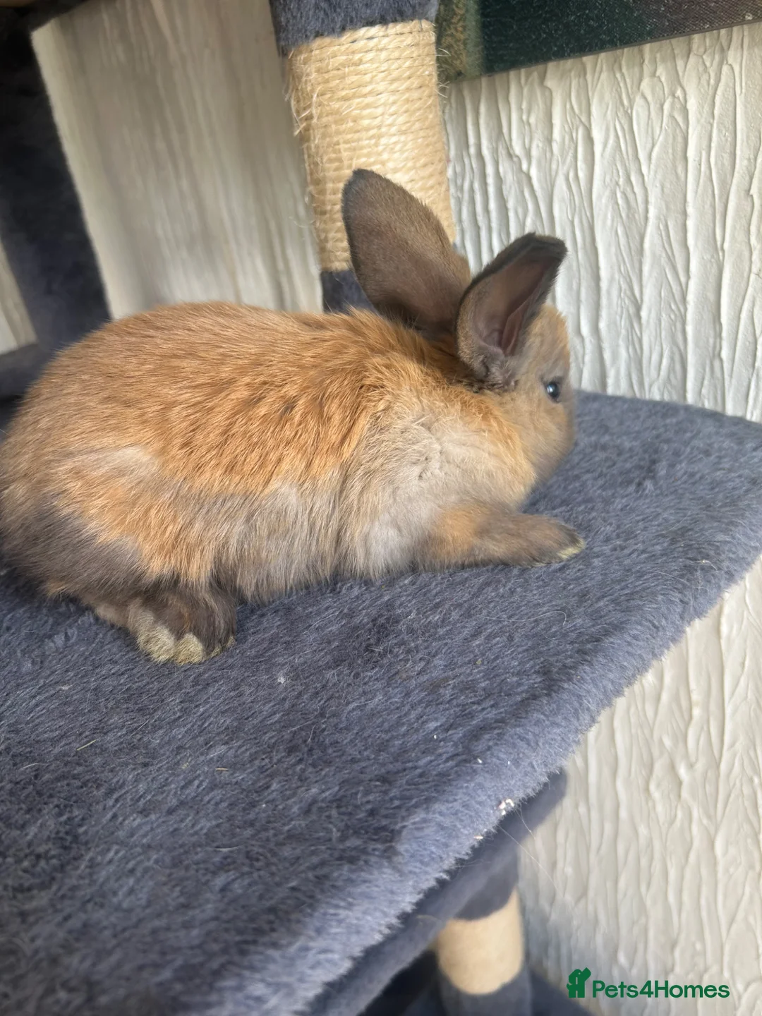 Continental Giant rabbits for sale:  Continental giant babies  - Advert 2