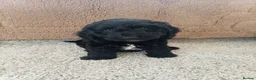 Cockapoo dogs for sale: F1 Cockapoo puppy - Advert 7