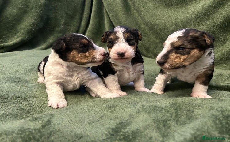 Fox Terrier dogs - Advert 1
