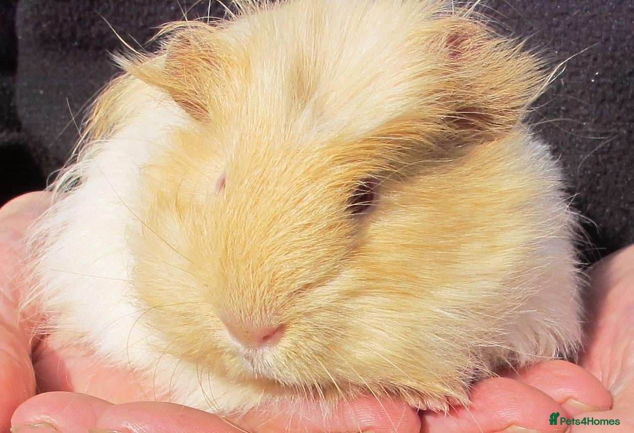 Guinea Pig rodents long haired guinea pigs - Advert 1