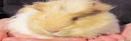 Guinea Pig rodents for sale: long haired guinea pigs - Advert 1