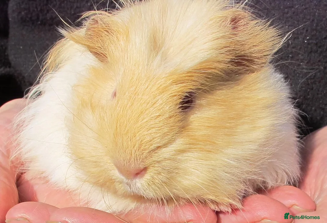 Guinea Pig rodents for sale: long haired guinea pigs - Advert 1